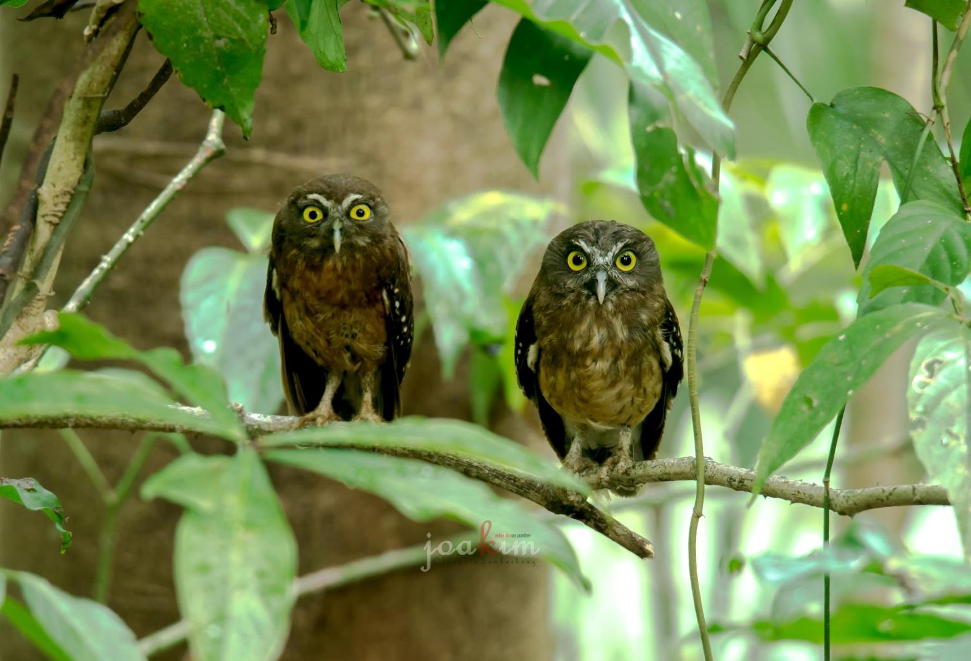 Tangkoko Backpacker Home Stay Rinondoran Bagian luar foto