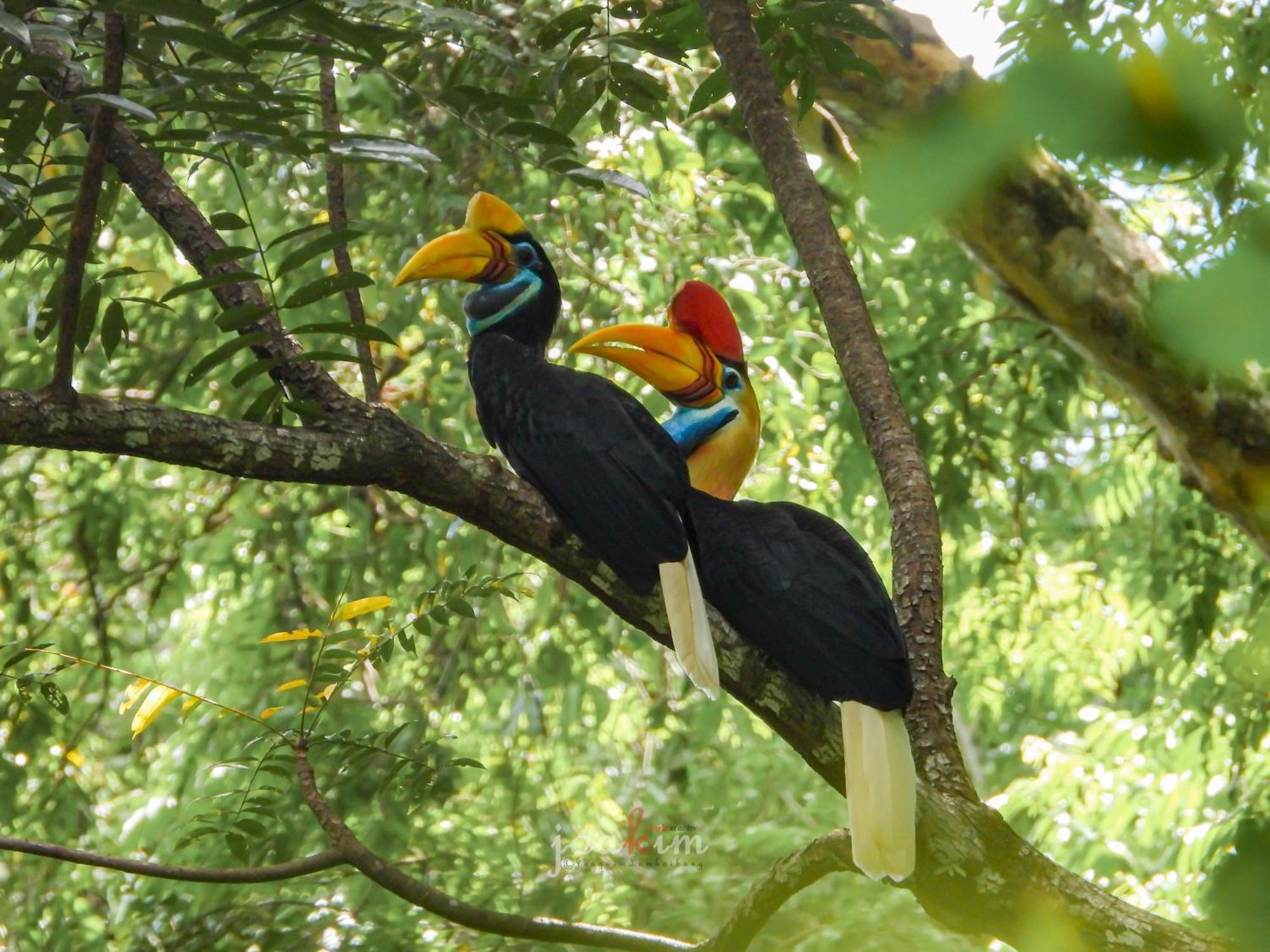 Tangkoko Backpacker Home Stay Rinondoran Bagian luar foto