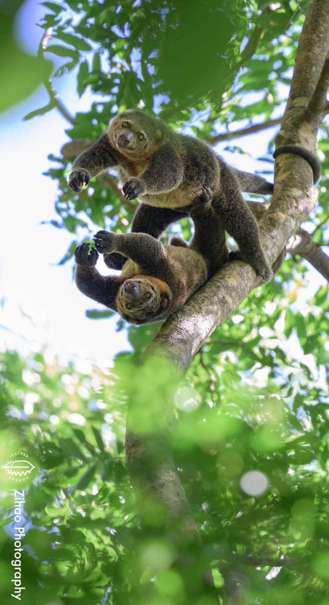 Tangkoko Backpacker Home Stay Rinondoran Bagian luar foto
