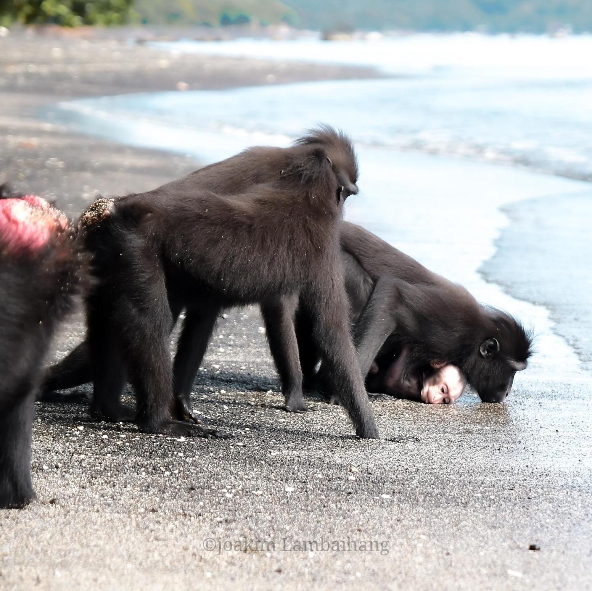 Tangkoko Backpacker Home Stay Rinondoran Bagian luar foto